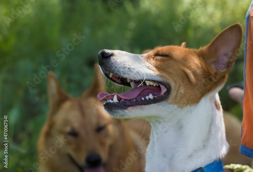 Burst of laughter on a Basenji's muzzle listening comical story