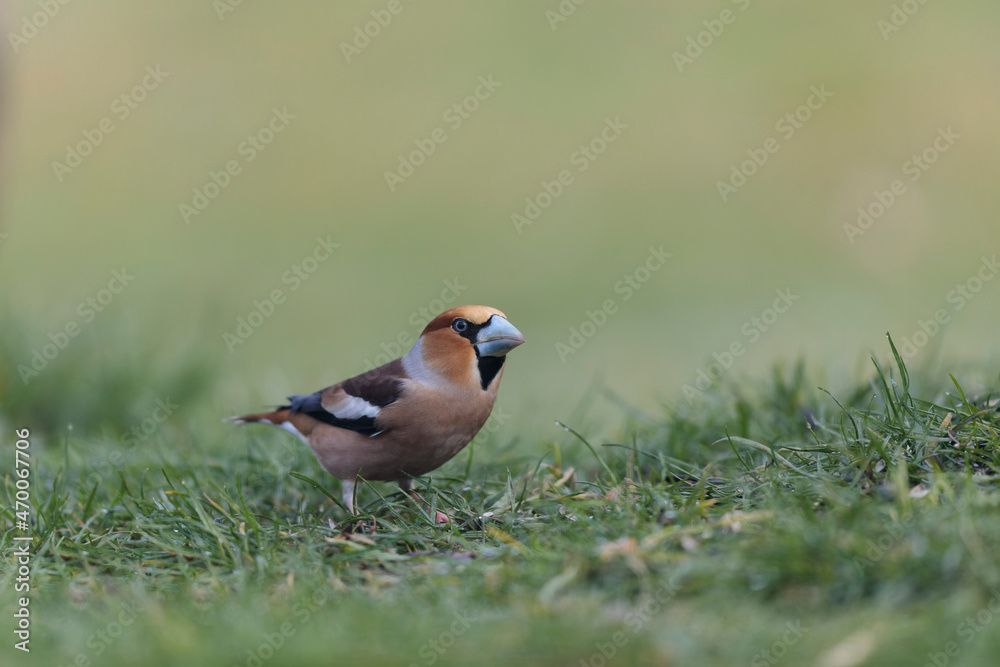 Fototapeta premium common European Hawfinch Coccothraustes coccothraustes in close view in woodland