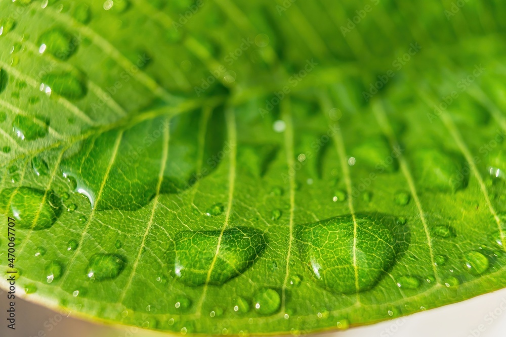 Macro closeup of Beautiful fresh green leaf with drop of water after the rain in morning sunlight nature background. Macro closeup of Beautiful fresh green leaf with drop of water after the rain in morning sunlight nature background.