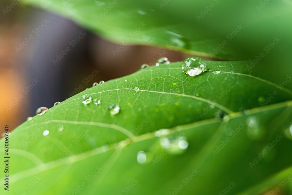 Macro closeup of Beautiful fresh green leaf with drop of water after the rain in morning sunlight nature background.