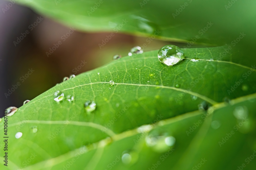 Macro closeup of Beautiful fresh green leaf with drop of water after the rain in morning sunlight nature background. Macro closeup of Beautiful fresh green leaf with drop of water after the rain in morning sunlight nature background.