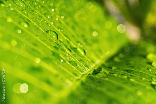 Macro closeup of Beautiful fresh green leaf with drop of water after the rain in morning sunlight nature background.