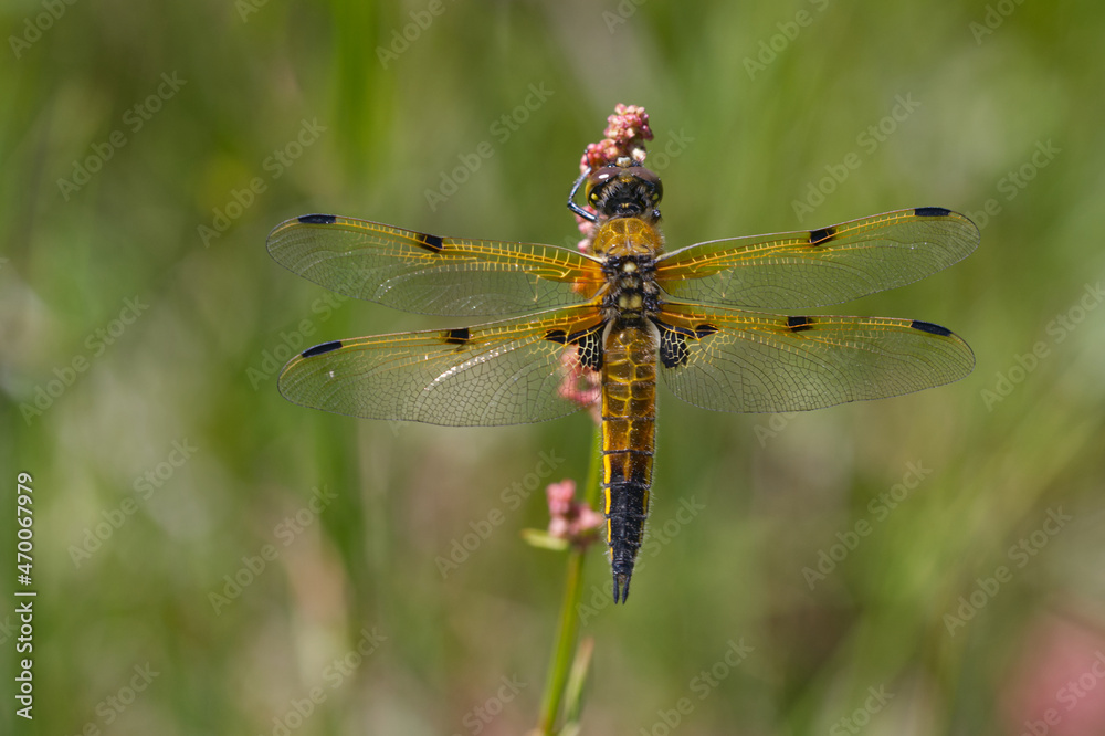 Vierfleck (Libellula quadrimaculata) Vierfleck (Libellula quadrimaculata)