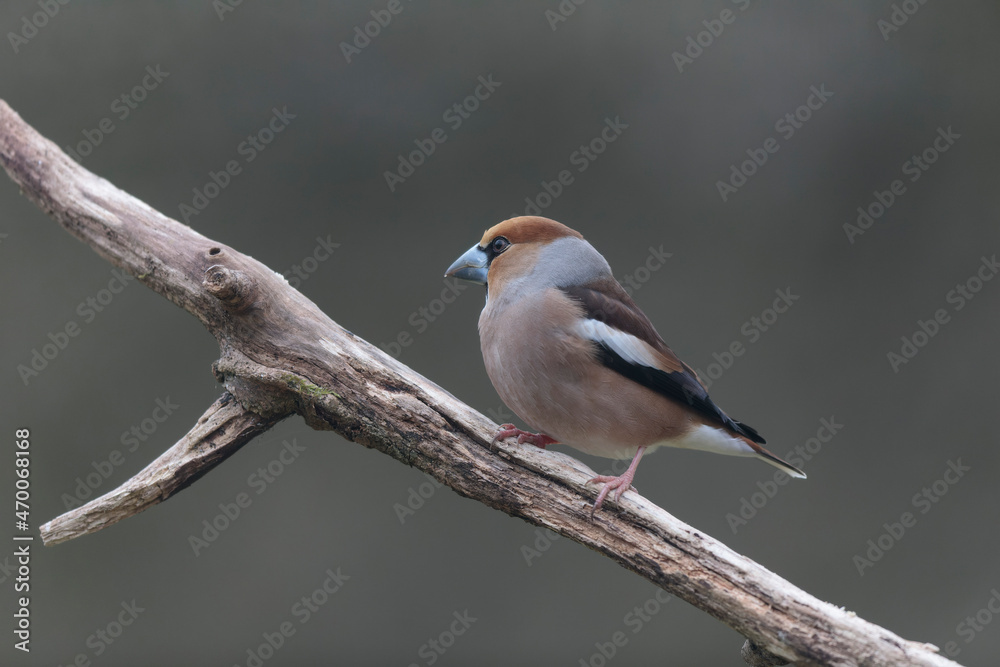 common European Hawfinch Coccothraustes coccothraustes in close view in woodland common European Hawfinch Coccothraustes coccothraustes in close view in woodland