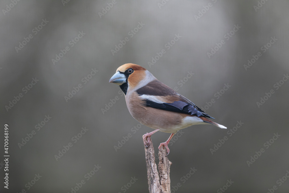Fototapeta premium common European Hawfinch Coccothraustes coccothraustes in close view in woodland