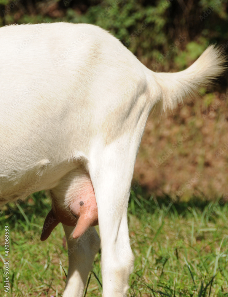 Weiße Deutsche Edelziege Stock Photo Adobe Stock