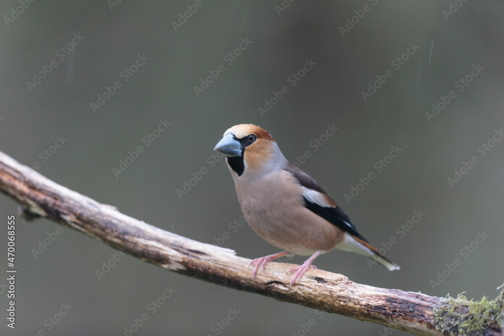 Obraz premium common European Hawfinch Coccothraustes coccothraustes in close view in woodland