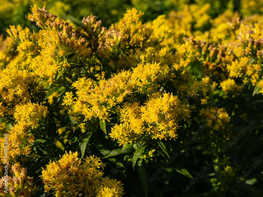 Goldenrod (Solidago) hybrid cultivar 'Golden Mosa' - lovely perennial that bears abundant, fluffy conical panicles of brilliant yellow flowers Goldenrod (Solidago) hybrid cultivar 'Golden Mosa' - lovely perennial that bears abundant, fluffy conical panicles of brilliant yellow flowers