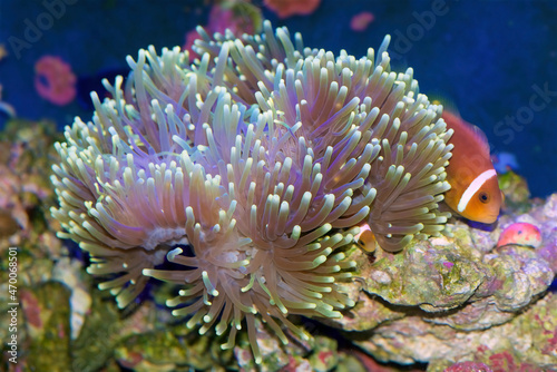 Amphiprion nigripes, Maldive anemonefish or blackfinned anemonefish, a Clown Fish species, inside a Ritteri or Magnificent sea anemone, Heteractis magnifica photo