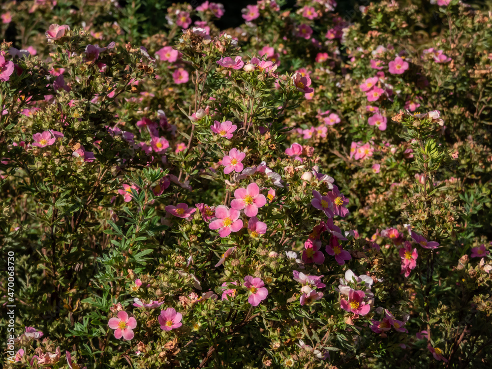 Shrubby cinquefoil (Pentaphylloides fruticosa) 'Lovely pink' is a bushy deciduous shrub with small, pinnate leaves and deep pink flowers in summer and autumn