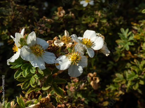 Shrubby cinquefoil  Pentaphylloides fruticosa   Tilford Cream  is a deciduous  mounded shrub with small  mid-green leaves and creamy  saucer shaped flowers from spring until autumn