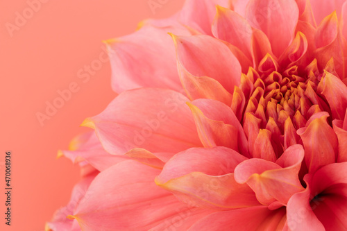 Pink, yellow and white fresh dahlia flower macro photo on pink background. Picture in color emphasizing the light different colours and yellow white highlights. Mother day background.