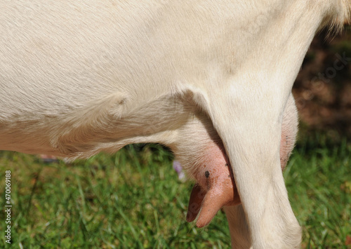 Wallpaper Mural Weiße Deutsche Edelziege Torontodigital.ca