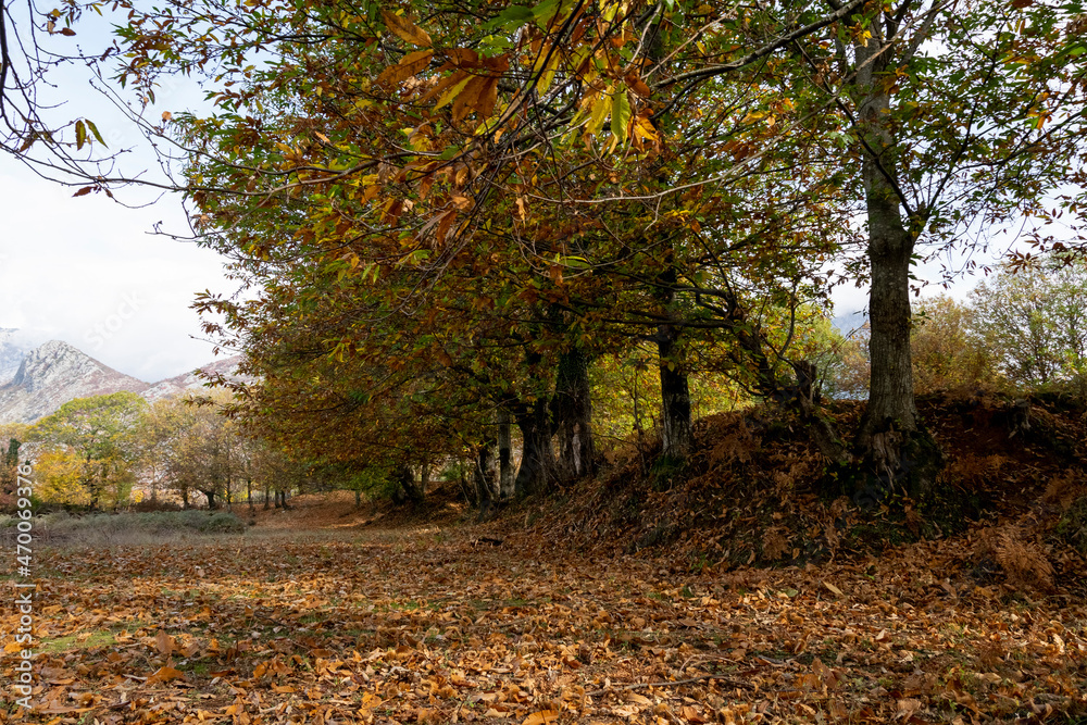 Colorful autumn forest landscape. Fall season in Albania.