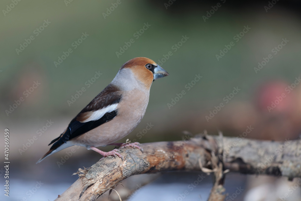 common European Hawfinch Coccothraustes coccothraustes in close view in woodland common European Hawfinch Coccothraustes coccothraustes in close view in woodland