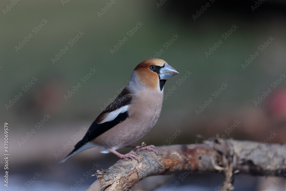 common European Hawfinch Coccothraustes coccothraustes in close view in woodland common European Hawfinch Coccothraustes coccothraustes in close view in woodland