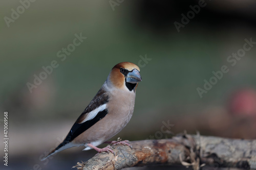 common European Hawfinch Coccothraustes coccothraustes in close view in woodland © denis