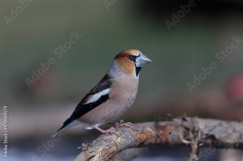 common European Hawfinch Coccothraustes coccothraustes in close view in woodland