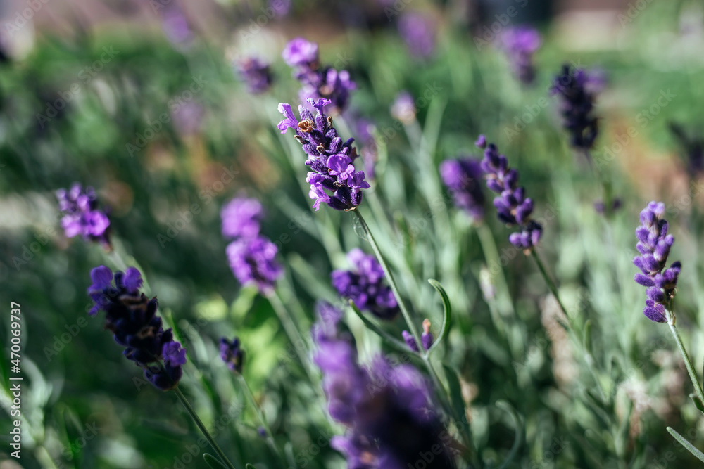 Lavender flowers taken on sunny day. Side view.