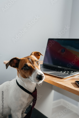 dog with laptop © Оксана Кустарниченко