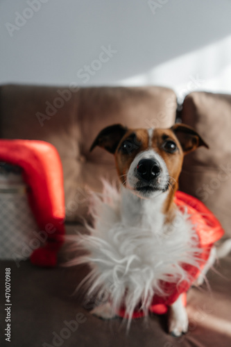 jack russell terrier puppy © Оксана Кустарниченко