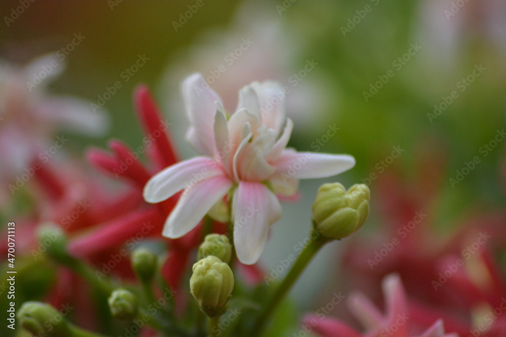 Combretum indicum or Quisqualis indica, also known as the Rangoon creeper,is a vine with red flower clusters which is native to tropical Asia. The flowers change in colour with age 