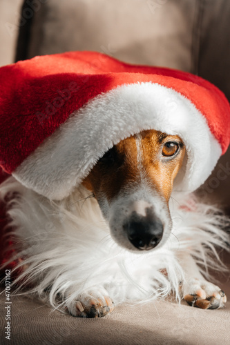 dog wearing santa hat © Оксана Кустарниченко
