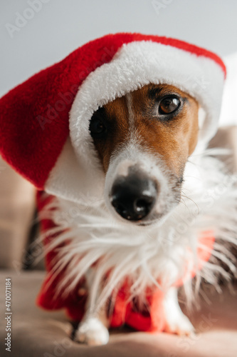 dog wearing santa claus hat