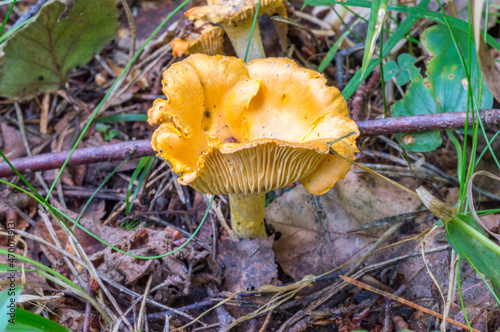 Cantharellus cibarius in the polish forest.