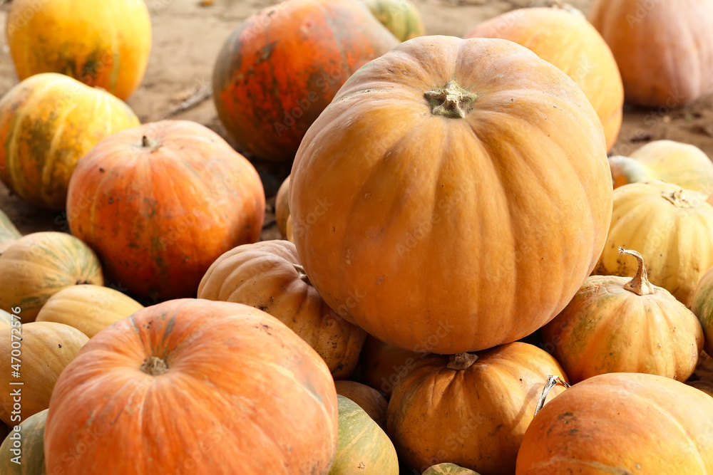 Many pumpkins as autumn background Many pumpkins as autumn background