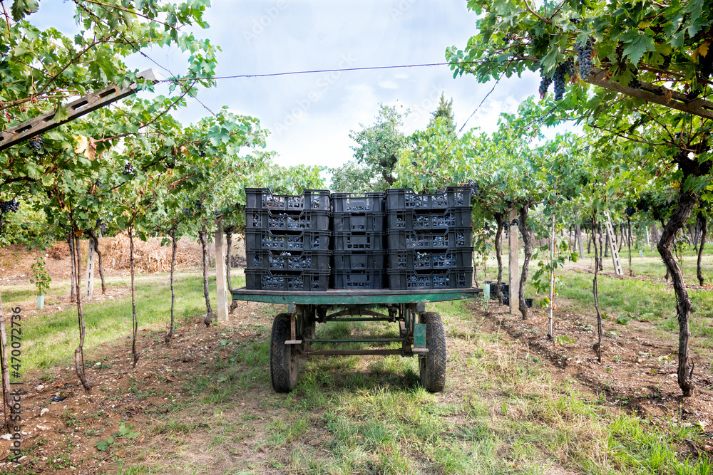 Farm trailer loaded with harvested black grapes in crates