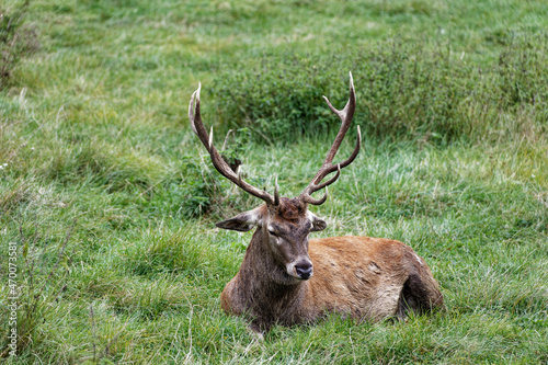 Hirsch © EinBlick