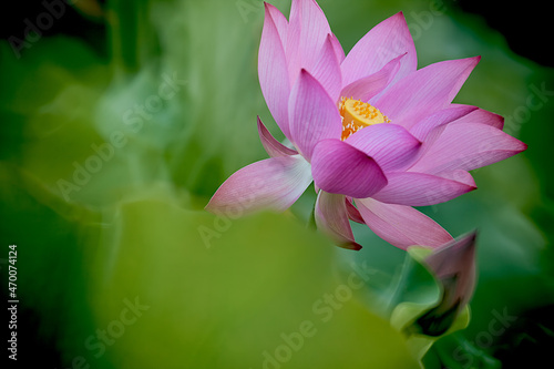 Beautiful pink waterlily or lotus flower in pond