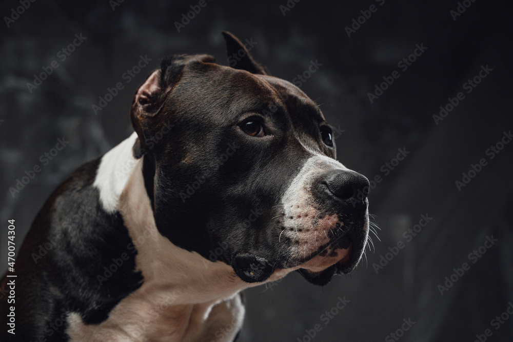 Purebred dog staffordshire bullterrier breed against dark background