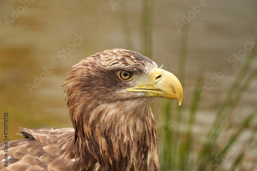 A detailed bald eagle head  yellow bill. The bird sits on the edge of the water  scanning the water s surface for fish