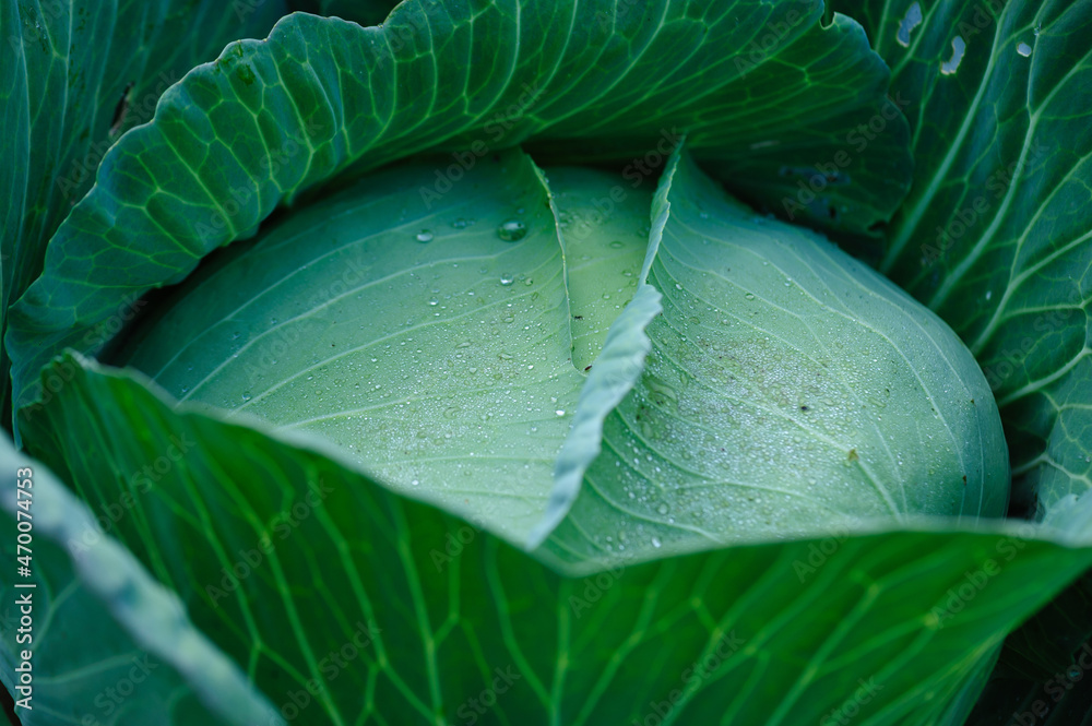 Obraz premium Green cabbages in growth at vegetable garden
