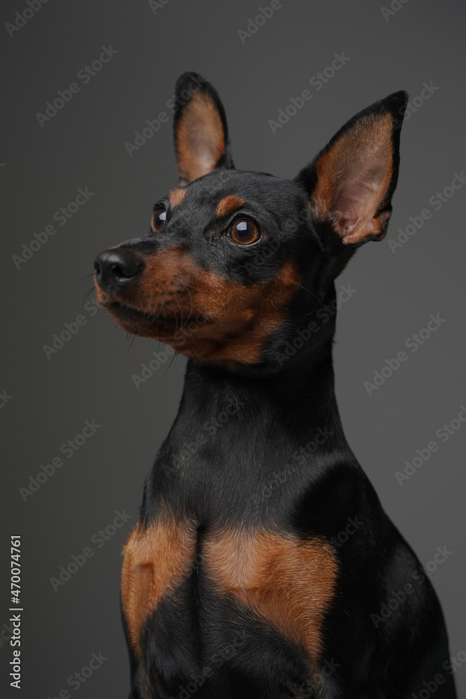 Lovable canine pet with long ears and short black fur Lovable canine pet with long ears and short black fur
