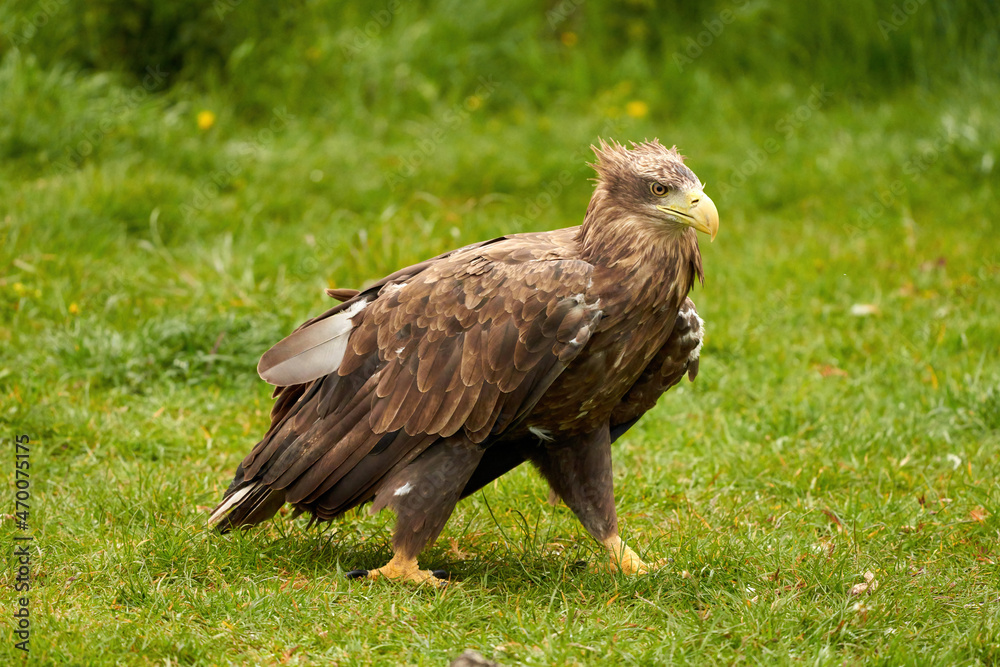 A detailed bald eagle walks in the green grass. The large brown bird of prey looks around A detailed bald eagle walks in the green grass. The large brown bird of prey looks around