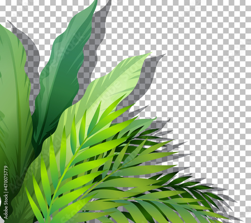 Tropical plant on transparent background