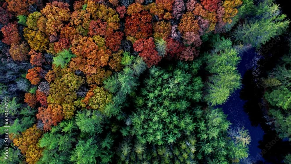 Aerial drone video footage of a colorful autumn forest, pond, and pine trees in the Appalachian mountains. This is in the catskill mountain sub-range in new york's hudson valley