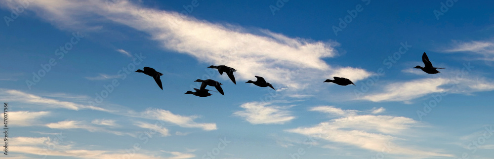 Naklejka premium Wild ducks in flight over fresh water lake. UK.