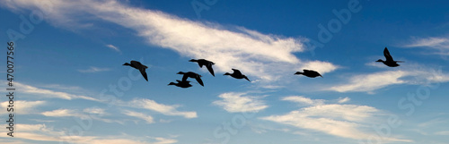 Wild ducks in flight over fresh water lake. UK.
