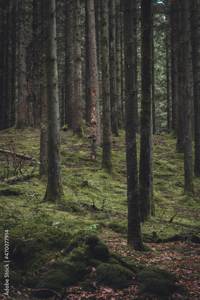 Obraz premium Dark moody forest in vertical orientation