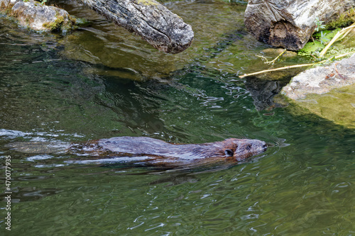 Biber im Wasser