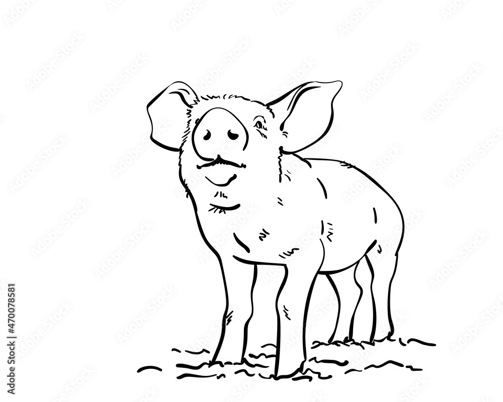 Sketch of pig, Hand drawn vector illustration