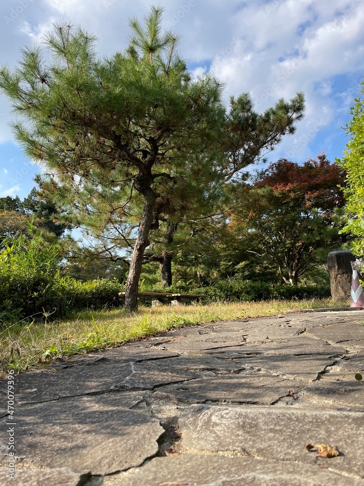 Obraz premium 湖と猫