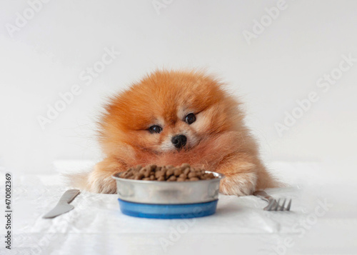 A small orange pomeranian dog sits at a table on a white background next to a bowl of food