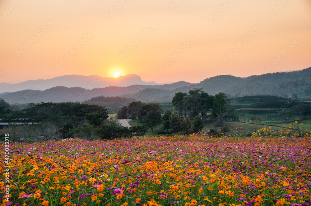 Fototapeta premium Colorful cosmos flower field and sunset on mountain