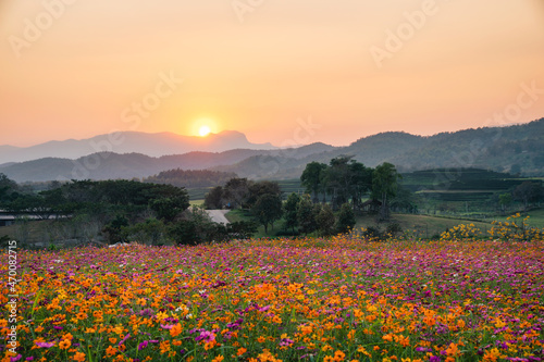 Colorful cosmos flower field and sunset on mountain