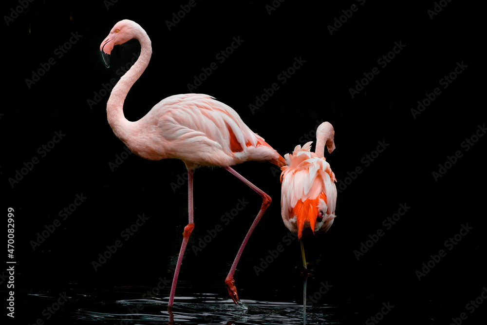 Fotobehang Flamingo pink flamingo on a black background #470082999